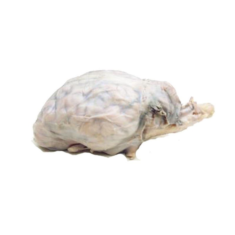 Anatomy Lab Sheep Brain Dissection Kit with Scalpel Dissection Guide