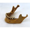 Lower Jaw for Skull Gothic