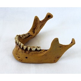 Lower Jaw for Skull Gothic