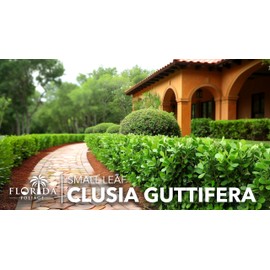 Clusia Guttifera Small Leaf | 3 Live Plants | Clusia guttifera | Privacy Hedge Plants | Evergreen Shrub for Tropical Landscaping