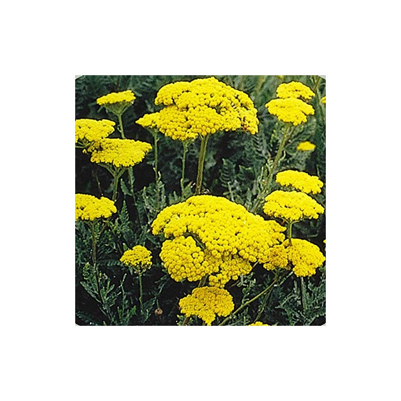 Golden Yarrow Wildflower Garden Seeds - 250 Mg Packet ~1500