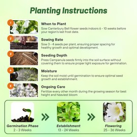 Outsidepride Medium White Canterbury Bells Flower Seeds - 10000 Pcs Biennial Easy to Grow Cut Flower Garden Seeds with Charming Bell-Shaped Blooms for Floral Arrangements, Borders, & Cottage Gardens