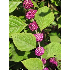 American Beautyberry | 3 Live Plants | Callicarpa Americana | Drought-Tolerant, Vibrant Purple Berries, Attracts Birds & Butterflies | Easy to Grow