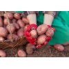 Simply Seed - 5 LB - Red Pontiac Potato Seed