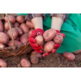 Simply Seed - 5 LB - Red Pontiac Potato Seed - Non GMO - Natural Grown -