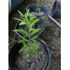 Oplantgarden (3)Pomegranate Fruit/ Seedling/ Plant - ( 7-10 Inches 3