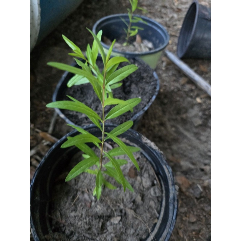 Oplantgarden (3)Pomegranate Fruit/ Seedling/ Plant - ( 7-10 Inches 3