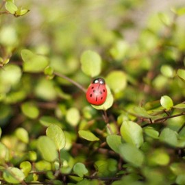 JIzian 20PCS Realistic Ladybug Figurines - 1 Inch Resin Garden Decor for Fairy Gardens, DIY Terrariums, Dollhouse Miniatures and Outdoor Landscape Ornaments (Red)
