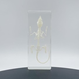 Real Mouse Skeleton Specimens in Resin Paperweight Crafts, Animal Taxidermy Collection for Science Education & Desk Ornament (Mouse Skeleton)