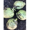 1 Chayote Squash Mirliton Live Plant Ready To Plant