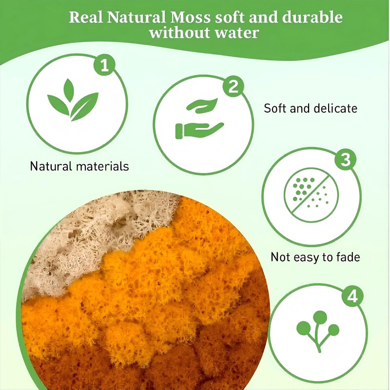 Iceland Moss, Moss in 5 Different 200 g for Moss