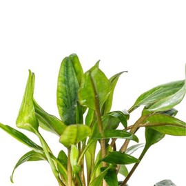 CANTON AQUATICS Live Aquarium Cryptocoryne Crypt Lutea - Excellent Foreground and midground Plant - Long Pointed Leaves - Perfect at Moderate Temperature - Easy to Care - Green - 2" Pot