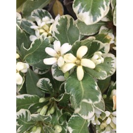 Pittosporum Variegated I 3 Large Gallon Size Plants I Pittosporum Tobria Variegatum I Live Striking Two-Tone Foliage for All-Year Visual Interest, Ideal for Hedges, Borders