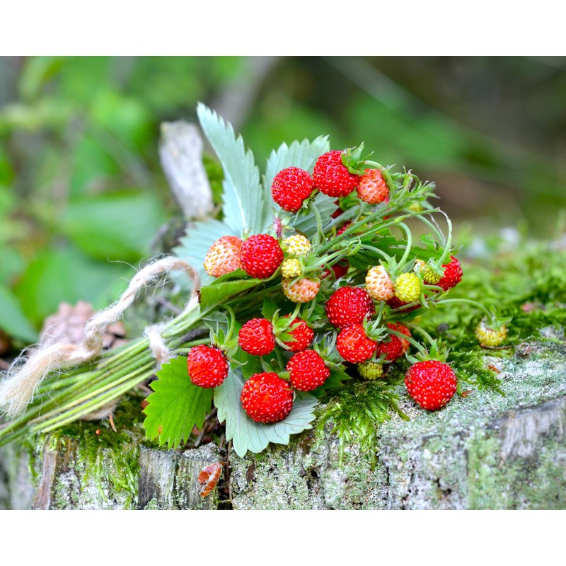 Seeds Wild Strawberry Alexandria 100+ Seeds to Grow Perennial