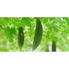 Healthy Wild Grass Tea Center From Okinawa Prefecture Goya 100%