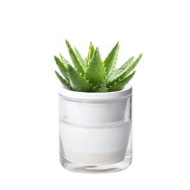 D'vine Dev 4 Inch Design Self Watering Planter for Indoor Plants, White Terracotta Pots with Cylinder Glass Cup, Set of 1, 373-A-1