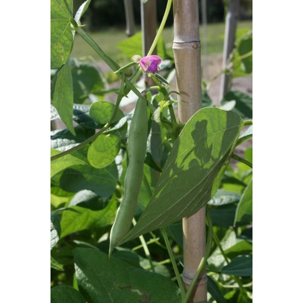Southeast Seeds Black Turtle Bean Seeds, NON-GMO, Shelling Dry Bean,