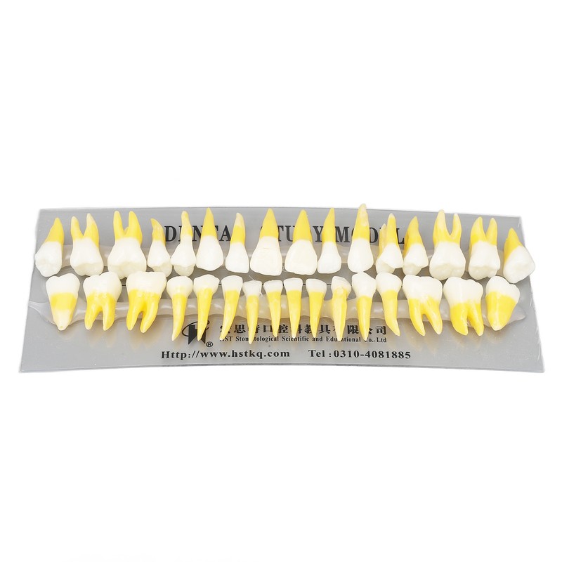 1:1 Scale Permanent Tooth Model 32pcs Dual Colors Permanent Resin