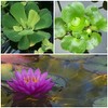 Water Lettuce (Pistia stratiotes) + Common Water Hyancinth (Eichhornia crassipes)