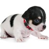 LAFAYI - Collar de perro para cachorro, 18 unidades, ajustable,