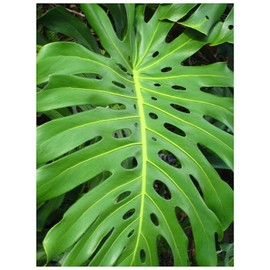 2 Pack Monstera deliciosa 'Swiss Cheese Plant' Split Leaf Size Live Plants Edible Fruits Tropical Houseplant or Outdoors