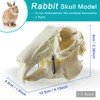 MediTrainer Dog & Cat & Rabbit Skulls - 3 Animal