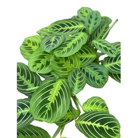 Hopewind Plants Shop- Lemon Lime Prayer Plant, Lemon Lime Maranta, Popular and Attractive houseplant, Gorgeous Live Indoor Plant, Easy to Care and Rare Variety Green Thumbs Up 6 inch Pot
