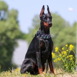 Martingale Collar 1.5 Inches Wide Dog Collar, Skull Design Heavy Duty Collar for Dogs with Larger Heads & Necks, Perfect Boy and Girl Collar for Training, Walking, Hunting (M)