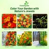 Outsidepride Jewel Mix Nasturtium Seeds - 5 lbs. Annual, Easy
