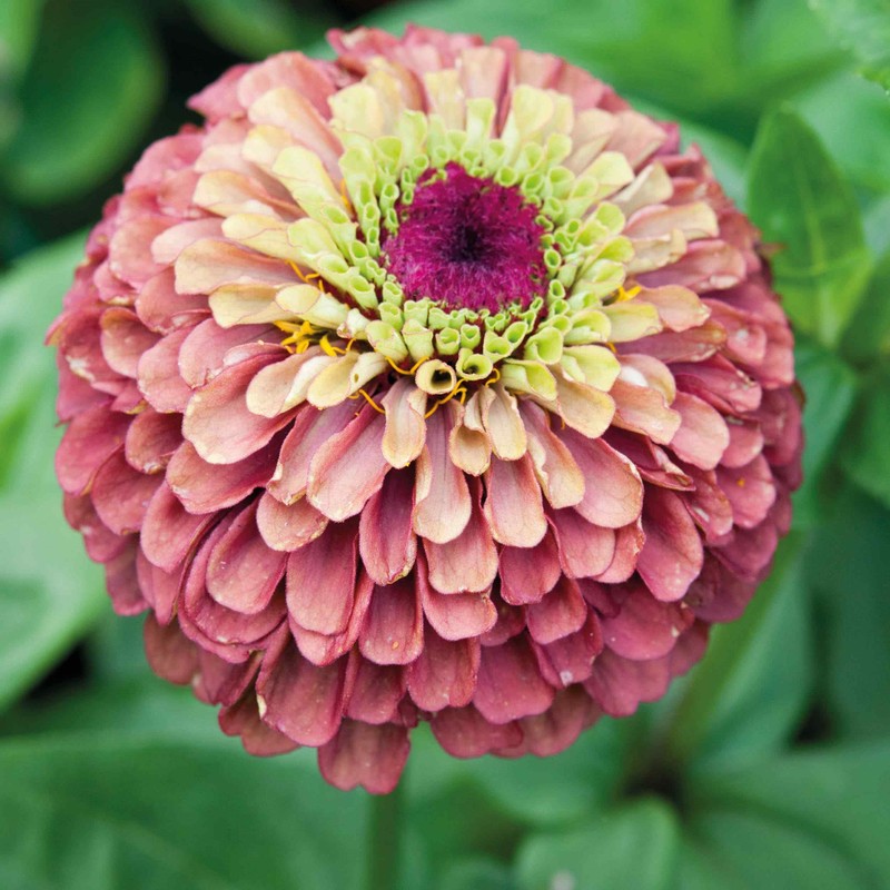 Outsidepride 25 Seeds Annual Zinnia Elegans Queeny Lime Red Flowers