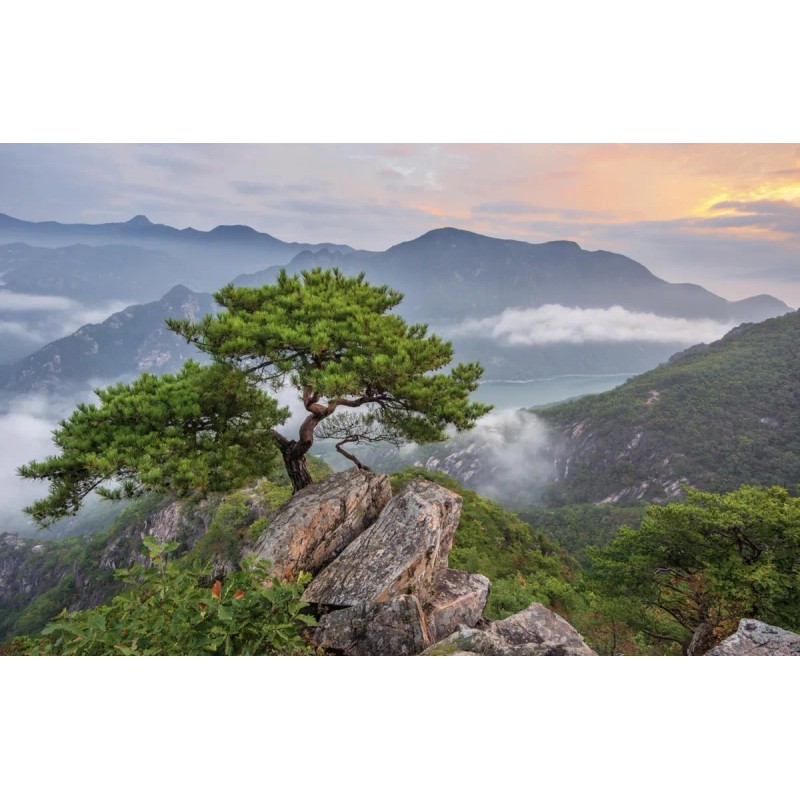 Optimally Organic Cápsulas Aceite Aguja Pino Rojo 30 Uni