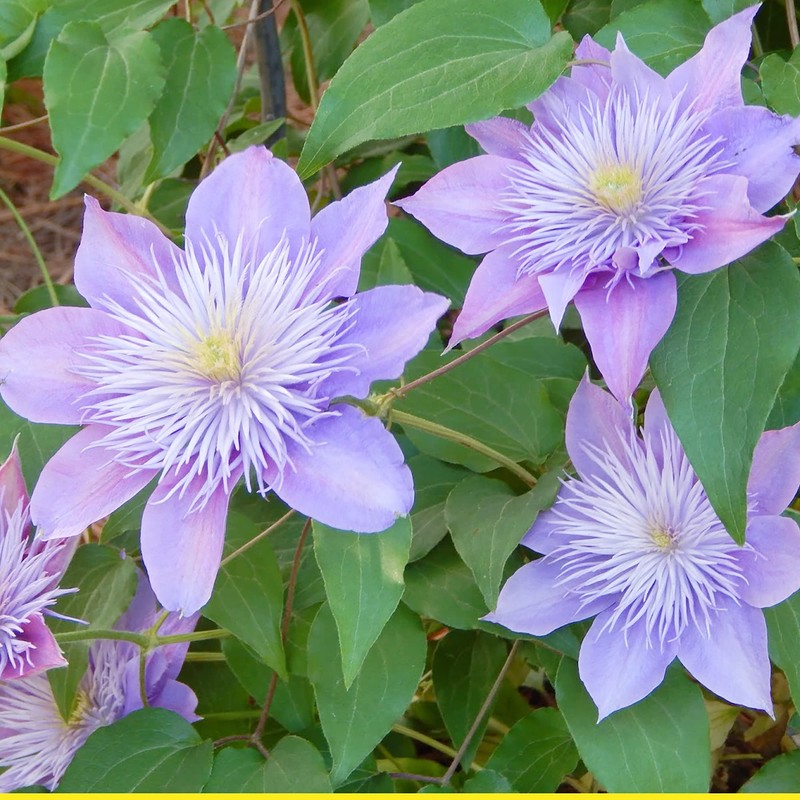 Mixed Clematis Seeds Perennial Climber Attracts Birds Low Maintenance Fragrant