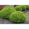 Dwarf Yaupon Holly | 3 Live Gallon Size Plants |