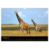 Giraffes - Lovely Giants of the African Savannah (Wall Calendar