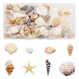Julie Wang 1 Box of 200pcs Small Shell Conch Starfish Natural Tiny Ocean Seashells for DIY Miniature Beach Critter Decor Arts Crafts Projects Fish Tank Vase Filler
