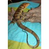 Tegu Lizard Replica - Brown - AAA Realistic PVC