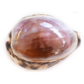 Set of 12 Large Purple Top Tiger Cowrie Shells Seashell 3" Beach Crafts Nautical Decor Art