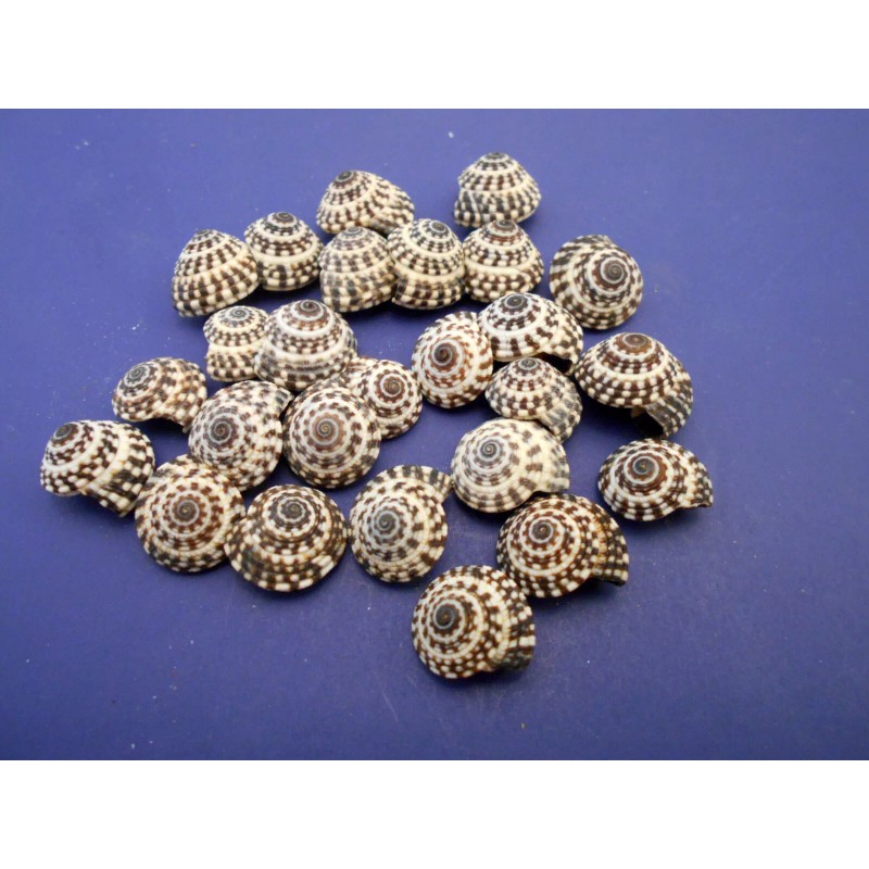 Florida Shells and Gifts Inc. 12 tiny Heliacus Snail Mini