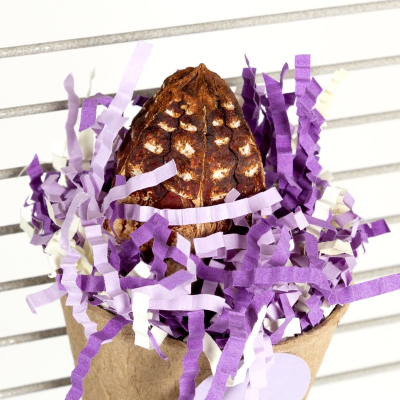 HappyBird Mahogany Cup Natural Nibble Toy for Wall Mounting, Purple/White,