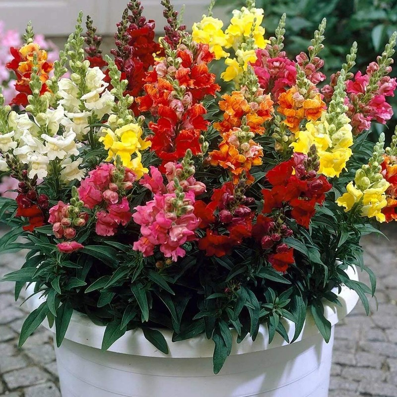 22Day Seeds: Seeds Snapdragon Magic Carpet Mix/Low Dwarf Annual Flowers