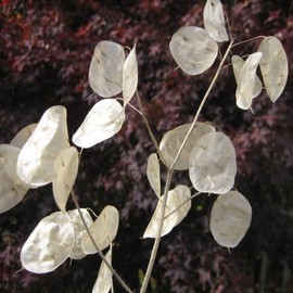 TomorrowSeeds - Money Plant (Lunaria) Seeds - 150+ Count - for 2025 Planting Non-GMO Heirloom Lunaria Honesty Silver Dollar Perennial Wildflower Garden Flower Dried Bouquet House Plant Live