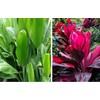 Hawaiian Ti Good Luck Plant Logs 1 Red 1 Green