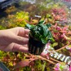SubstrateSource Anubias Live Aquarium Plants - Potted Freshwater Plant for