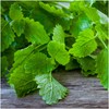 Seed Needs, Lemon Balm Herb Seeds for Planting (Melissa officinalis)