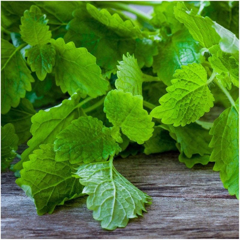 Seed Needs, Lemon Balm Herb Seeds for Planting (Melissa officinalis)