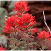 Wild Indian Paintbrush seeds (Castilleja Agustifolia) 200+ seeds -RARE- Wildflower