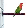 I Shape Bird Perch Parrot Branch Apple Tree Nature Tree