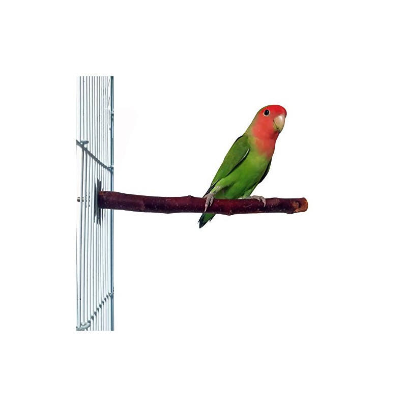 I Shape Bird Perch Parrot Branch Apple Tree Nature Tree