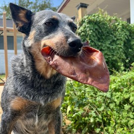 JACK'S PREMIUM Natural Pig Ears for Dogs - Large Ears - Made in The USA Wood Smoked, Preservative Free Dog Chew - Ideal for Small, Medium, and Large Dogs (12, Whole Pig Ear)