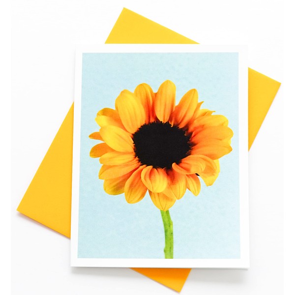 Sunshine Expressions Blooming Flower Photography Smooth Note Cards 8 w/10 Colored Envelopes, Boxed Set (4.25"x 5.50") Blank Inside - Made in USA